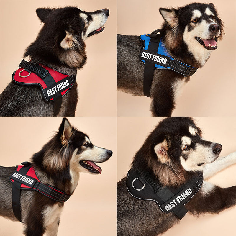 Dog Harness ID Tag Custom Harness