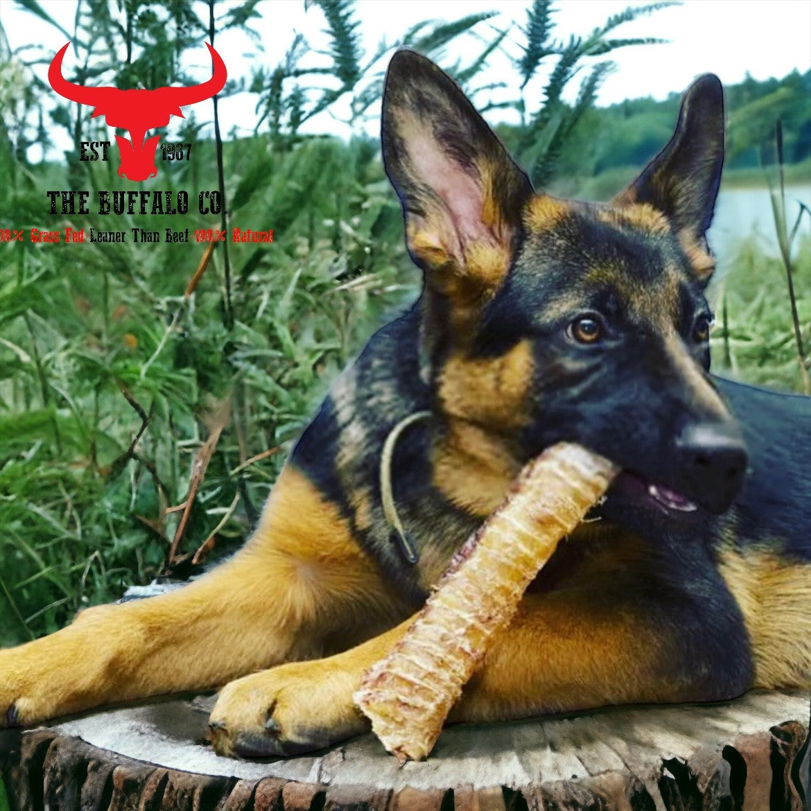 Buffalo Trachea Rounds - Dog Treats